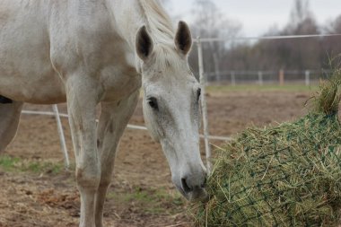 A white thoroughbred horse eats boudin straw outside from a trough