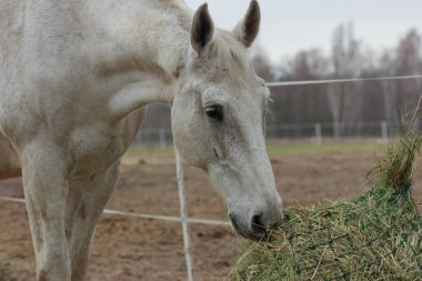 A white thoroughbred horse eats boudin straw outside from a trough
