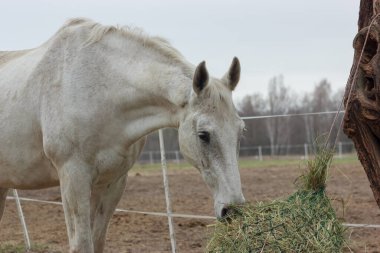 A white thoroughbred horse eats boudin straw outside from a trough