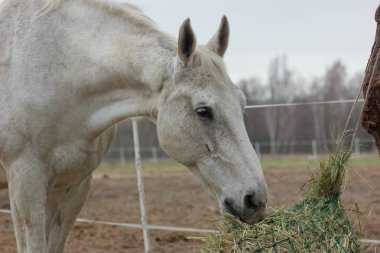 A white thoroughbred horse eats boudin straw outside from a trough