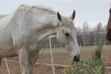 A white thoroughbred horse eats boudin straw outside from a trough