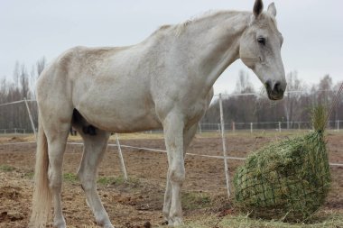 A white thoroughbred horse eats boudin straw outside from a trough