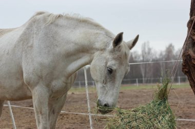 A white thoroughbred horse eats boudin straw outside from a trough