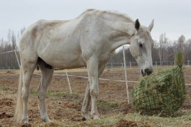 A white thoroughbred horse eats boudin straw outside from a trough