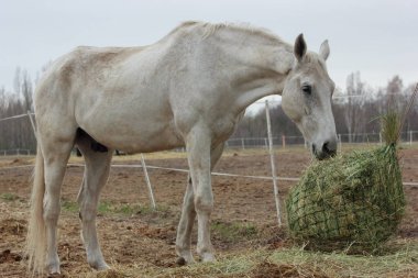 A white thoroughbred horse eats boudin straw outside from a trough