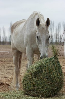 A white thoroughbred horse eats boudin straw outside from a trough