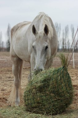 A white thoroughbred horse eats boudin straw outside from a trough