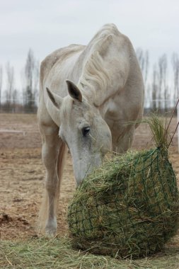A white thoroughbred horse eats boudin straw outside from a trough