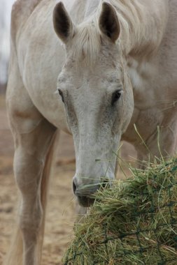 A white thoroughbred horse eats boudin straw outside from a trough