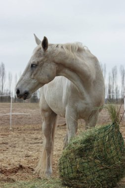 A white thoroughbred horse eats boudin straw outside from a trough