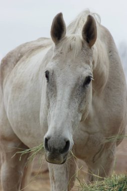 A white thoroughbred horse eats boudin straw outside from a trough