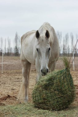 A white thoroughbred horse eats boudin straw outside from a trough