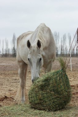 A white thoroughbred horse eats boudin straw outside from a trough