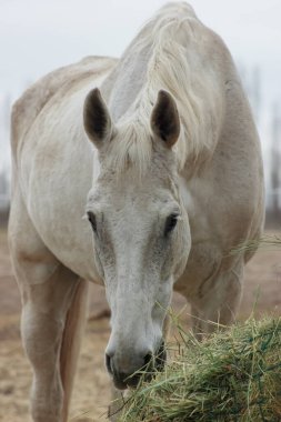 A white thoroughbred horse eats boudin straw outside from a trough