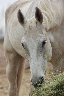 A white thoroughbred horse eats boudin straw outside from a trough