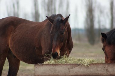 One brown horse stands in the field behind the fence