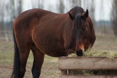 One brown horse stands in the field behind the fence