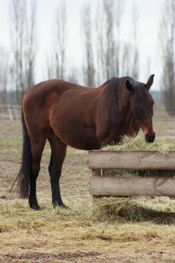 One brown horse stands in the field behind the fence