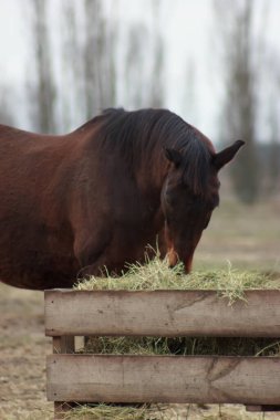 One brown horse stands in the field behind the fence