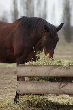 One brown horse stands in the field behind the fence