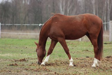 A large brown horse in a pen eating grass against the backdrop of an autumn forest