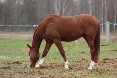 A large brown horse in a pen eating grass against the backdrop of an autumn forest