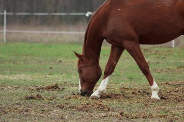 A large brown horse in a pen eating grass against the backdrop of an autumn forest