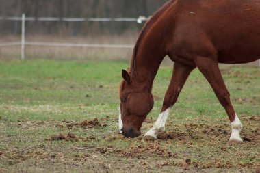 A large brown horse in a pen eating grass against the backdrop of an autumn forest