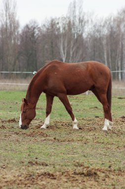 A large brown horse in a pen eating grass against the backdrop of an autumn forest