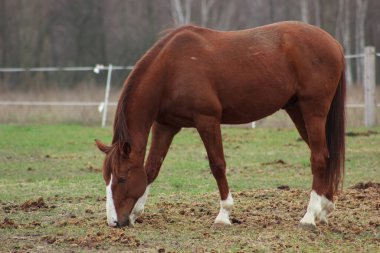 A large brown horse in a pen eating grass against the backdrop of an autumn forest