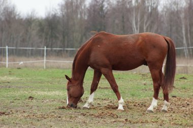 A large brown horse in a pen eating grass against the backdrop of an autumn forest
