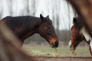 A herd of horses eats grass from a feeder in a pen