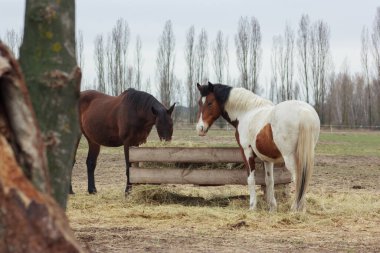 A herd of horses eats grass from a feeder in a pen