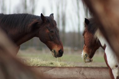 A herd of horses eats grass from a feeder in a pen