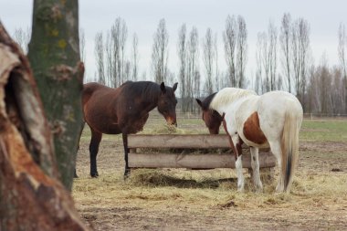 A herd of horses eats grass from a feeder in a pen