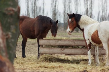 A herd of horses eats grass from a feeder in a pen