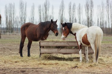 A herd of horses eats grass from a feeder in a pen