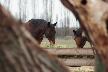 A herd of horses eats grass from a feeder in a pen
