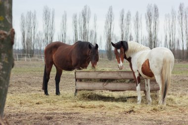 A herd of horses eats grass from a feeder in a pen
