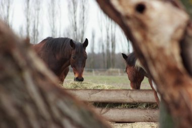 A herd of horses eats grass from a feeder in a pen