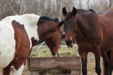 A herd of horses eats grass from a feeder in a pen
