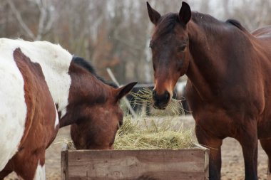 A herd of horses eats grass from a feeder in a pen