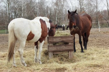A herd of horses eats grass from a feeder in a pen