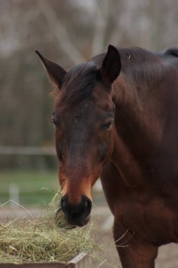 A large brown horse in a pen eating grass against the backdrop of an autumn forest