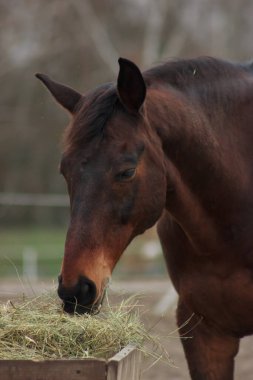 A large brown horse in a pen eating grass against the backdrop of an autumn forest