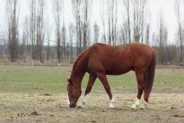 A large brown horse in a pen eating grass against the backdrop of an autumn forest