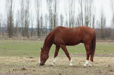 A large brown horse in a pen eating grass against the backdrop of an autumn forest