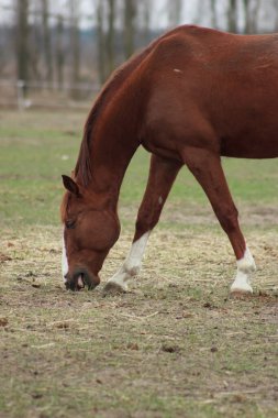 A large brown horse in a pen eating grass against the backdrop of an autumn forest