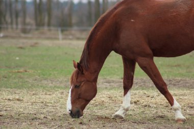 A large brown horse in a pen eating grass against the backdrop of an autumn forest