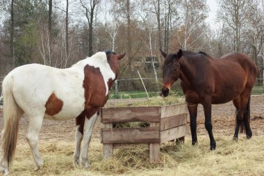 A herd of horses eats grass from a feeder in a pen